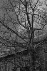 Old tree bw