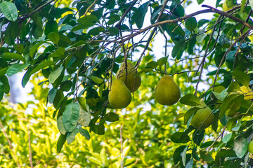 Pomelos on the trees in Xingping, China