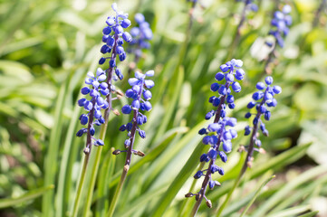 blue flowers in green grass in sunbeams, backgrounds