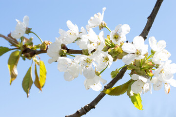Blooming white flowers on the branches of a cherry against the blue sky. Cherry blossom in the garden. Spring, nature wallpaper.