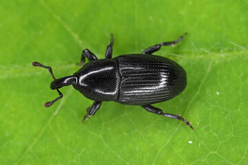 Melanobaris laticollis (formerly Baris). The larvae of this beetle from the weevil family damage cultivated plants of the cabbage family: radish, rapeseed, cabbage, cauliflower, broccoli and others.