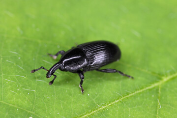 Melanobaris laticollis (formerly Baris). The larvae of this beetle from the weevil family damage cultivated plants of the cabbage family: radish, rapeseed, cabbage, cauliflower, broccoli and others.