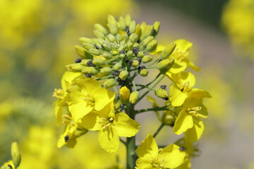 The cabbage seed pod weevil, Ceutorhynchus obstrictus (formerly called assimilis) is beetle from...