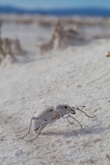 Escarabajo