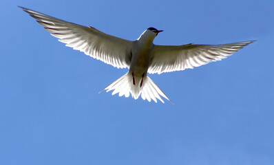 Obraz premium seagull in the sky