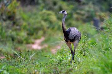 Greater Rhea photographed in Chapada dos Veadeiros National Park, Goias. Cerrado Biome. Picture made in 2015.