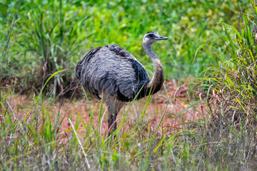 Greater Rhea photographed in Chapada dos Veadeiros National Park, Goias. Cerrado Biome. Picture made in 2015.
