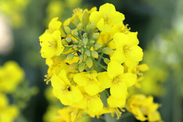 The cabbage seed pod weevil, Ceutorhynchus obstrictus (formerly called assimilis) is beetle from family Curculionidae, a pest of oilseed rape (canola) plants and and other cruciferous plants.