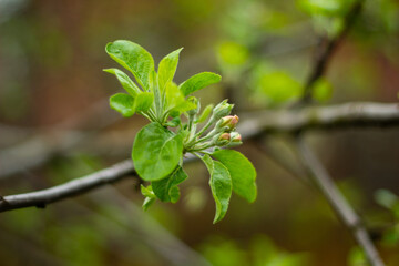 leaves on a branch