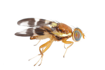 Walnut husk fly (Rhagoletis completa) it is quarantine species of tephritid or fruit flies whose larvae damage walnuts. Isolated on a white background 
