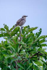 Chalk browed Mockingbird photographed in Chapada dos Veadeiros National Park, Goias. Cerrado Biome. Picture made in 2015.