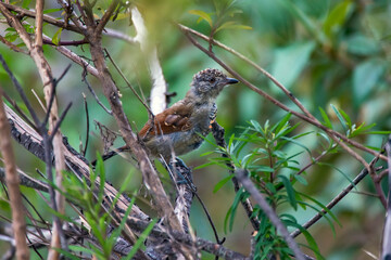 Rufous winged Antshrike photographed in Chapada dos Veadeiros National Park, Goias. Cerrado Biome. Picture made in 2015.
