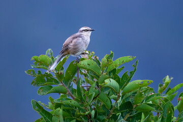 Chalk browed Mockingbird photographed in Chapada dos Veadeiros National Park, Goias. Cerrado Biome. Picture made in 2015.