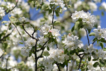 flowering apple tree 