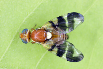 
Walnut husk fly (Rhagoletis completa) it is quarantine species of tephritid or fruit flies whose...