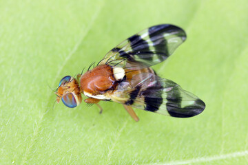 
Walnut husk fly (Rhagoletis completa) it is quarantine species of tephritid or fruit flies whose...