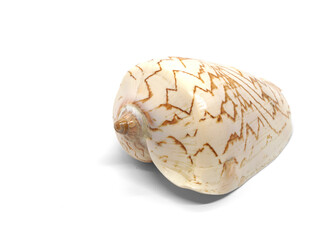 Seashell. Isolated on white background.