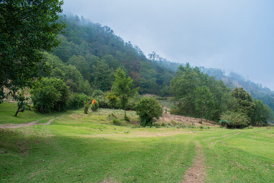 campo de grama con siembras y arboles verde 