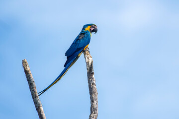 Blue and yellow Macaw photographed in Chapada dos Veadeiros National Park, Goias. Cerrado Biome. Picture made in 2015.