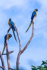 Blue and yellow Macaw photographed in Chapada dos Veadeiros National Park, Goias. Cerrado Biome. Picture made in 2015.