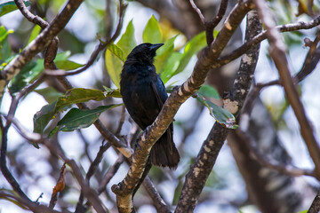 Chopi Blackbird photographed in Chapada dos Veadeiros National Park, Goias. Cerrado Biome. Picture made in 2015.
