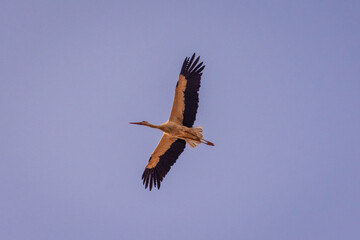 A great stork flying in the skies of Marrakech, Morocco