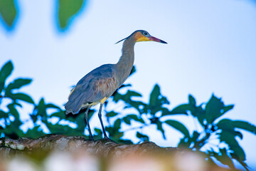 Whistling Heron photographed in Chapada dos Veadeiros National Park, Goias. Cerrado Biome. Picture made in 2015.