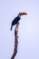 Channel billed Toucan photographed in Chapada dos Veadeiros National Park, Goias. Cerrado Biome. Picture made in 2015.