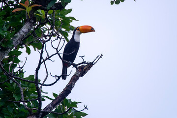 Channel billed Toucan photographed in Chapada dos Veadeiros National Park, Goias. Cerrado Biome. Picture made in 2015.