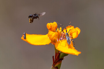 Insects on flower photographed in Chapada dos Veadeiros National Park, Goias. Cerrado Biome. Picture made in 2015.