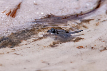 Amphibian photographed in Chapada dos Veadeiros National Park, Goias. Cerrado Biome. Picture made in 2015.