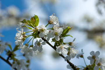 Obraz premium A branch of a flowering cherry with white flowers