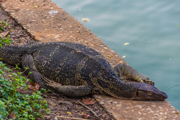 Wild monitor lizard in Lumphini Park, Bangkok, Thailand