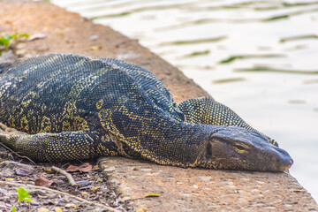 Wild monitor lizard in Lumphini Park, Bangkok, Thailand