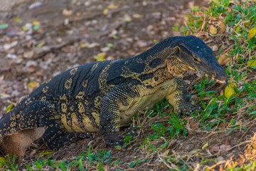 Wild monitor lizard in Lumphini Park, Bangkok, Thailand