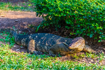 Wild monitor lizard in Lumphini Park, Bangkok, Thailand