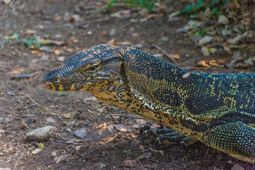 Wild monitor lizard in Lumphini Park, Bangkok, Thailand