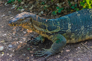 Wild monitor lizard in Lumphini Park, Bangkok, Thailand