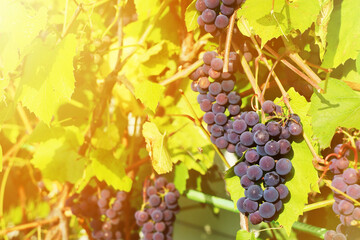 Blue grapes matures on vine in sunlight