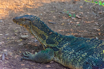 Wild monitor lizard in Lumphini Park, Bangkok, Thailand