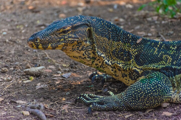 Wild monitor lizard in Lumphini Park, Bangkok, Thailand