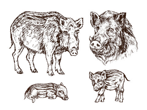 Wild boar (Sus scrofa) collection, pig side view, muzzle and piglets,  gravure style ink drawing illustration isolated on white