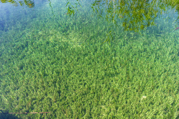 Seaweed in the lake bottom of Plitvice, Croatia