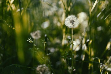 Dandelion in tall grass