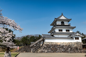 Fototapeta premium 桜の季節の益岡公園にある白石城