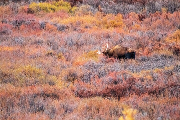 bull moose in its natural habitat in the tundra of Denali National park in Alaska.
