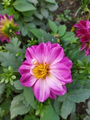 Obraz premium pink flower