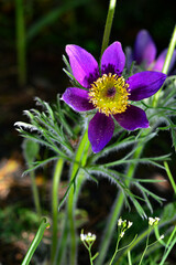 Opened lumbago, dream-grass, lat. Anemone patens, is a perennial plant that blooms from April to June. It is an incredibly beautiful but poisonous plant that contains alkaloids