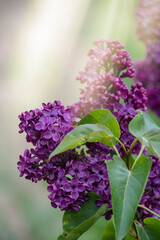 Tender purple lilac Syringa vulgaris flowers closeup as background. Spring lilac blossom. Bright purple beautiful lilac blossom in spring, close up of lilac branches with fragrant flowers in the sun