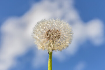close up of a dandelion blowball